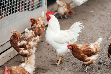 a rooster and a few chickens on a farm in front of the feed wagon