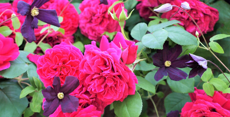 薔薇とクレマチス、バラとクレマチスの背景