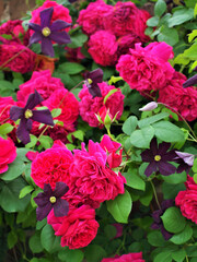 薔薇とクレマチス、バラとクレマチスの背景