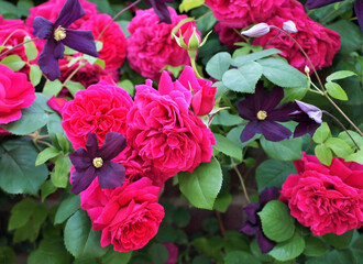 薔薇とクレマチス、バラとクレマチスの背景