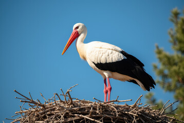 Stork standing on nest