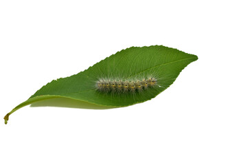 A furry white butterfly caterpillar sits on a green leaf.
