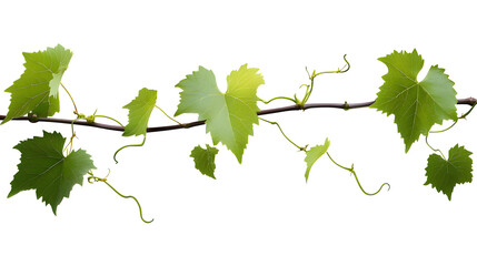 Fresh Green grape vine branch leaves. Greenery. Vine branch, on transparent, png.Fresh grape vine branches with leaves.