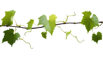 Fresh Green grape vine branch leaves. Greenery. Vine branch, on transparent, png.Fresh grape vine branches with leaves.