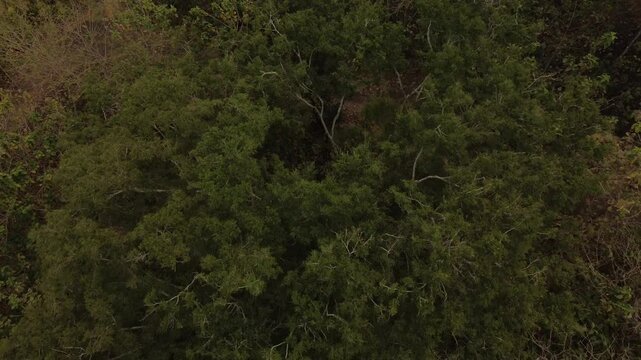 4k footage of forest with beautiful evening sky