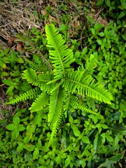 Beautiful green serrated fern leaves under sunbeams, Dicranopteris