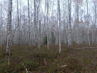 Rekyva forest during cloudy autumn day. Pine and birch tree woodland. Blueberry bushes are growing in woods. Cloudy day with white and gray clouds in sky. Fall season. Nature. Rekyvos miskas.