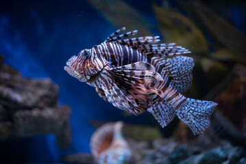 Antenna lionfish close-up. Pterois antennata in an aquarium. 