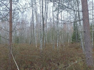 Rekyva forest during cloudy autumn day. Pine and birch tree woodland. Blueberry bushes are growing in woods. Cloudy day with white and gray clouds in sky. Fall season. Nature. Rekyvos miskas.