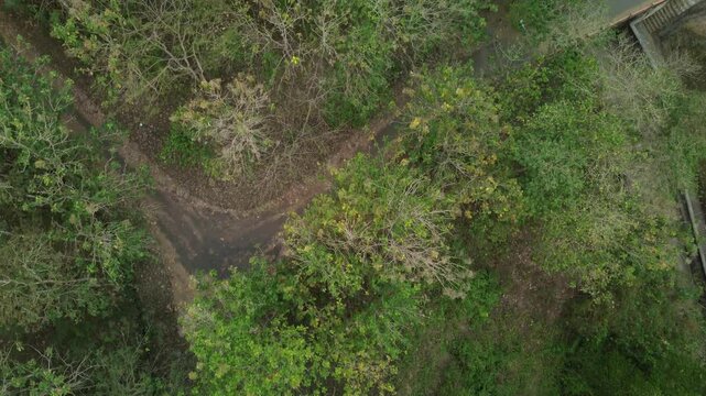 aerial 4k footage of trees from a height