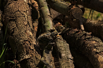 A small, not yet fully fledged thrush chick sits on wooden tree trunks and calls its parents.