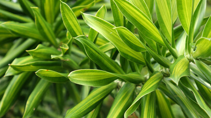 Plant Dracaena fragrans shiny green leaves with yellow stripes growing in a circular pattern, offering a beautiful and aesthetic impression, perfect for indoor decoration.