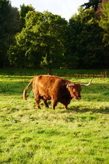 vaca pasando en libertad