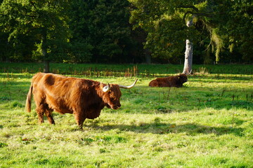 vaca escocesa bonita pastando