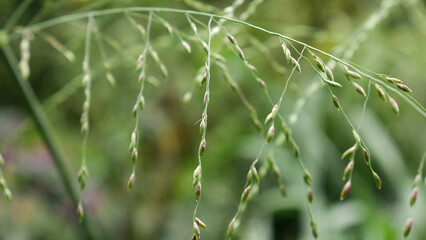 The beauty of wild grass, with its stalks and tiny seeds hanging neatly arranged. The blurry green background highlights the natural beauty of the plant's structure.