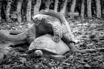 photographs of African tortoises in the middle of nature copulating