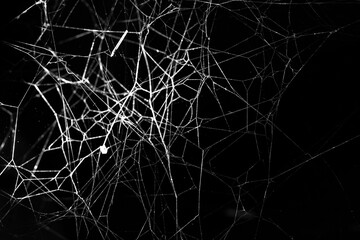 spider web on a dark background