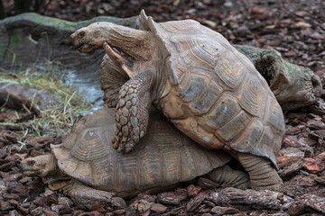 Fototapeta premium photographs of African tortoises in the middle of nature copulating