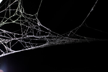 spider web on a dark background