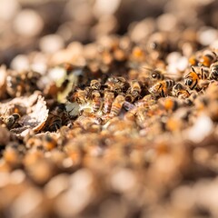 ants in the forest