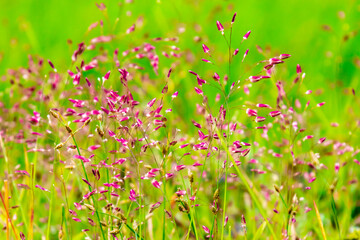 In the rainy season, beautiful deep purple natural grass in Burma. Coleataenia is a genus of grass in the Paniceae or Poaceae family. Blurred background. Beautiful green nature.