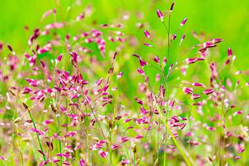 In the rainy season, beautiful deep purple natural grass in Burma. Coleataenia is a genus of grass in the Paniceae or Poaceae family. Blurred background. Beautiful green nature.