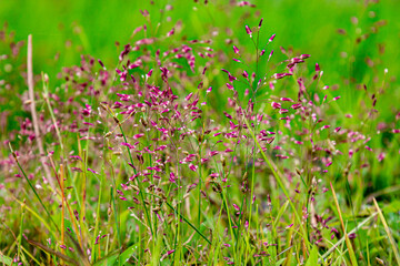 In the rainy season, beautiful deep purple natural grass in Burma. Coleataenia is a genus of grass in the Paniceae or Poaceae family. Blurred background. Beautiful green nature.