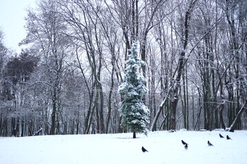 Winter park before New Year.