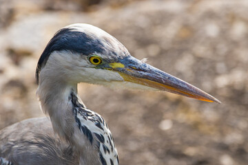 grey heron