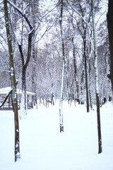 Winter park before New Year.