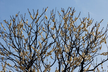 梅の花
