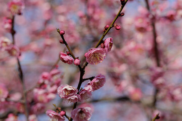 梅の花