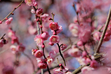 梅の花