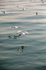 birds on lake