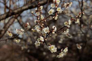 梅の花