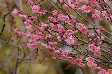 梅の花