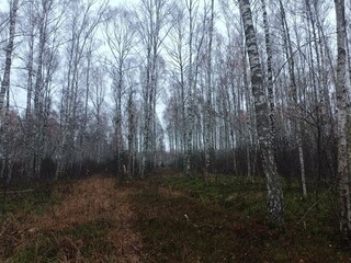 Rekyva forest during cloudy autumn day. Pine and birch tree woodland. Blueberry bushes are growing in woods. Cloudy day with white and gray clouds in sky. Fall season. Nature. Rekyvos miskas.