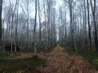 Rekyva forest during cloudy autumn day. Pine and birch tree woodland. Blueberry bushes are growing in woods. Cloudy day with white and gray clouds in sky. Fall season. Nature. Rekyvos miskas.