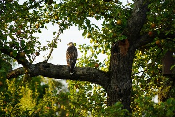 A male kestrel sits on a large branch in partial shade. The wonderful bird of prey looks down at...