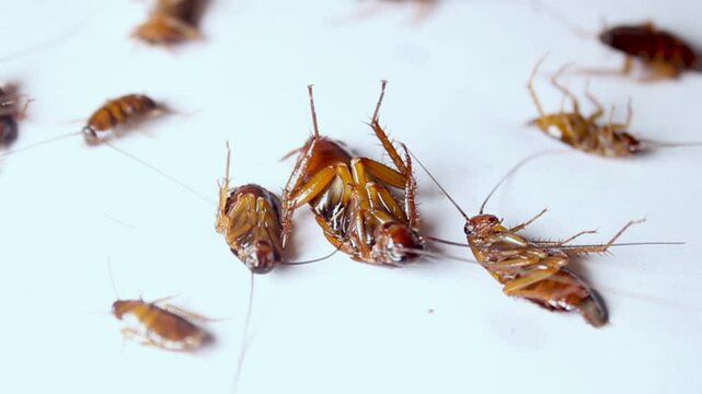 A dying cockroach lying on its back. Cockroach poison actively moves its claws. Want to wake up, die upside down. Cockroach killer.