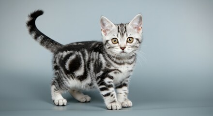 Obraz premium Adorable silver tabby kitten with striking black markings in studio setting for print or poster design
