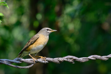 Eyebrowed Thrush
