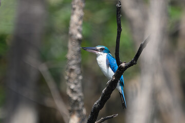 Collared Kingfisher on branch