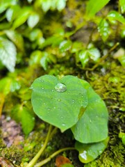 Water droplets on taro leaves at near of the waterfall
