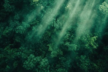 Obraz premium Aerial view of lush green forest, sunbeams cutting through mist. Perfect for illustrating nature, tranquility, or environmental themes.