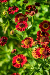 helenium flowers in the garden