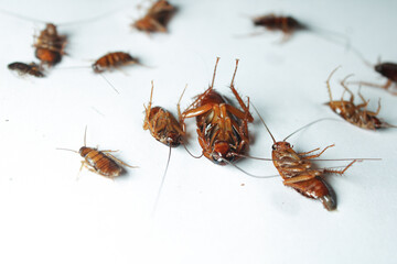 Group of dead cockroach on white background