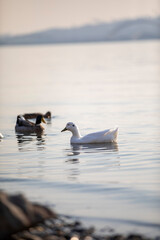 birds on lake