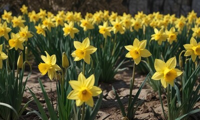 Daffodil flowers in full bloom with their bright yellow petals and slender stems , flowers, blooms, landscape