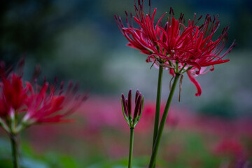 真っ赤なヒガンバナのクローズアップ